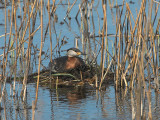 Red-necked Greb - Grstrubet Lappedykker - Podiceps grisegena