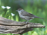 Blackcap female - Munk - Sylvia atricapilla