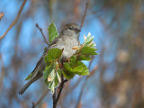 House Sparrow - Grspurv - Passer domesticus