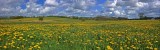 Dandelion-field     Panorama ( composed of 3 pictures)