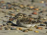 Purple Sandpiper- Sortgr Ryle - Calidris maritima