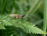 Tidselbuk - Agapanthia villosoviridescens