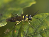 Tenthredo sp - bladhveps sp.