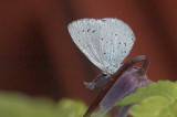 Holly blue - Skovblfugl - Celastrina argiolus