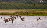 Teal - Anas crecca - Krikand  and some Ruff and Spottet Redshank