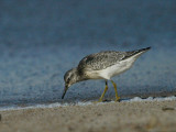 Knot - Islandsk Ryle - Calidris canutus