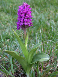 Purpur - Ggeurt  - Dactylorhiza purpurella ssp. purpurella