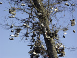 Shoe Tree