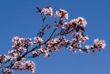 Mar 14: Spring Buds