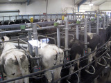 Got Milk??