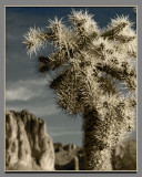 Superstition Mountain Cactus