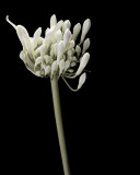 May 20: Agapanthus