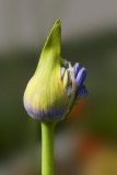 Buds - June 6