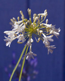Agapanthus