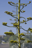June 14:  Yucca Bloom?