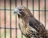 Caged Hawk