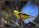 Spring 2007 - Goldfinch