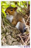 Squirrel.jpg