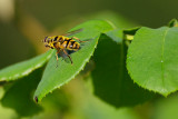 Hoverfly