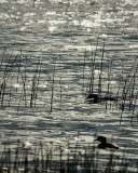 Evening Grebes