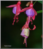 Fuchsias 4.jpg