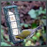 Yellow Bird 2.jpg