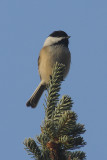 chickadee 096.jpg