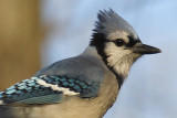 Blue Jay