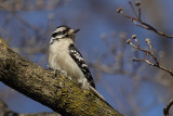Downy Woodpecker