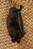 bat001.jpg