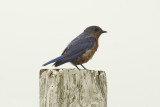 eastern bluebird 003.jpg