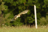 red-tailed hawk 013.jpg