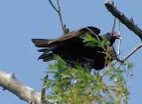 turkey vulture in city of Toronto, Canada