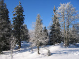 Trees next to Carroz