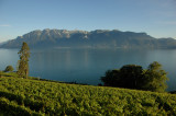 Lake Leman