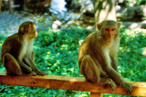 2006 - Monkey Island - DS070101160405