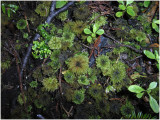 106_128_Umbrella-Moss.jpg