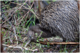 BDU06_3005_Stewart-Island-Brown-Kiwi.jpg