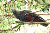 BDU06_3019_Kaka.jpg