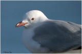 BDU06_3022_Red-billedGull.jpg