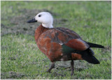 BDU06_3028_Paradise-Shelduck_female.jpg