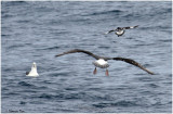 BDU06_3049_White-capped-Mollymawk.jpg