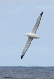 BDU06_3109-Southern-Royal-Albatross.jpg