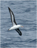BDU06_3190-Black-browed-Albatross.jpg