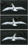 124_136-White-morph-Southern-Giant-Petrel.jpg