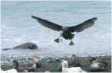 124_240-Norther-Giant-Petrel.jpg