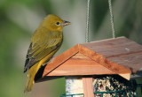 7020812-Summer-Tanager.jpg