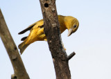 7020824-Summer-Tanager.jpg