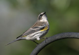 70311_314_Myrtle-Warbler.jpg