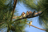 70311_376_Cedar-waxwings.jpg